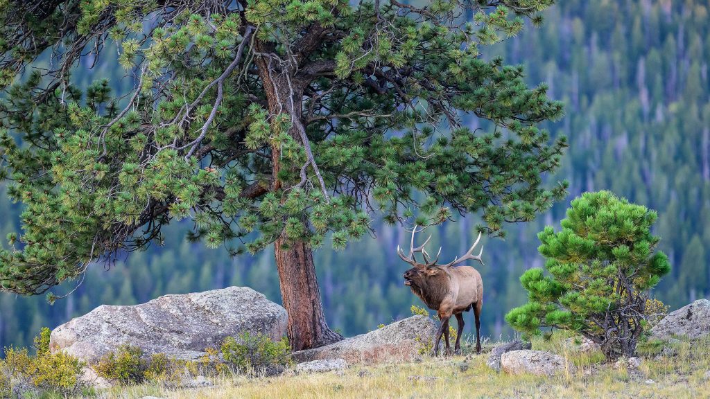 Bull elk bugling in Rocky Mountain National Park, Colorado, USA