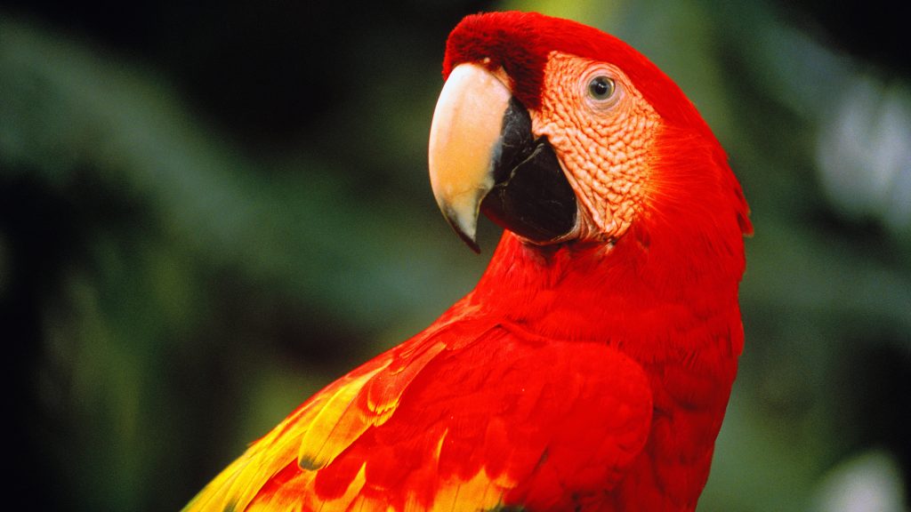 Scarlet macaw (Ara macao), Belize