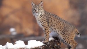 Read more about the article Bobcat (Felis Rufus) on snowy ground, Uinta National Forest, Utah, USA