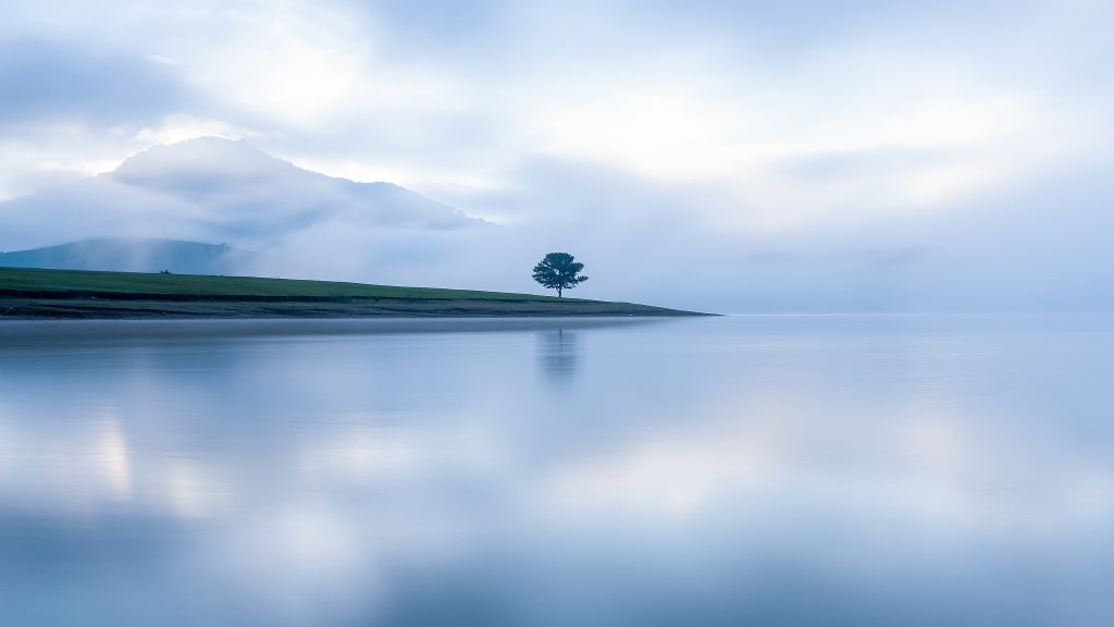 Lonely tree on a foggy lake, Da Lat, Lâm Đồng, Vietnam