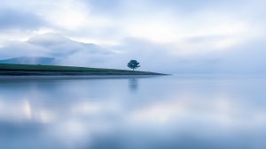 Read more about the article Lonely tree on a foggy lake, Da Lat, Lâm Đồng, Vietnam