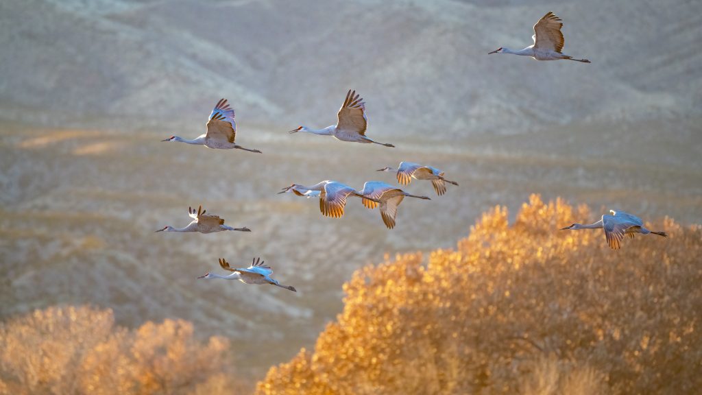 Sandhill cranes at Bosque del Apache National Wildlife Refuge, New Mexico, USA