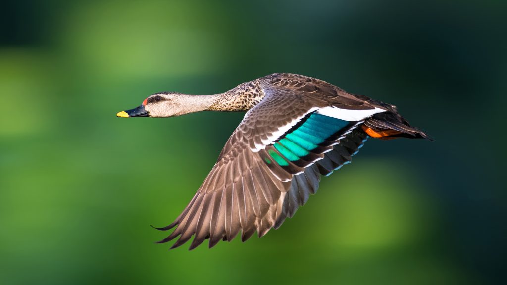 Close-up of Indian spot-billed duck flying over lake, New Delhi, India