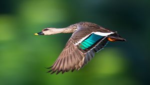 Read more about the article Close-up of Indian spot-billed duck flying over lake, New Delhi, India