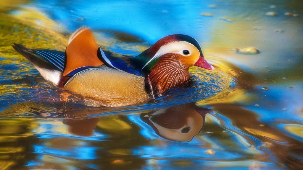 Mandarin duck swimming on lake, Arcadia, California, USA
