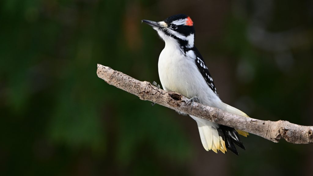 Close-up of a male Hairy Woodpecker perched on a branch in a forest, Canada