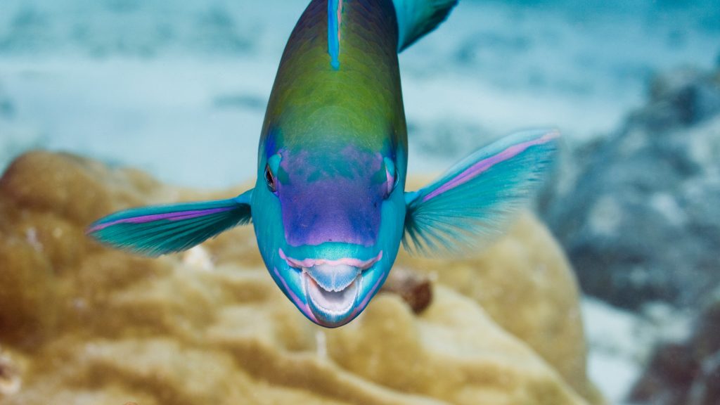 Parrotfish facing camera,  Andaman Sea, Thailand