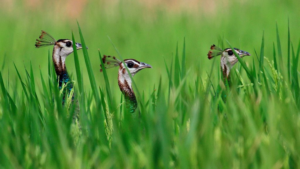 Three curious sub-adult peacocks (peahens) in a rice field, India