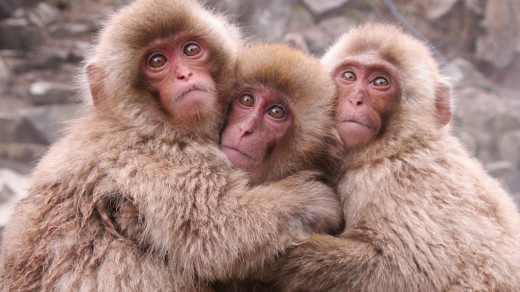 Hugging snow monkeys at Jigokudani Snow Monkey Park in spring, Nagano, Japan