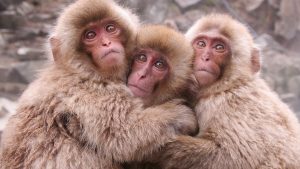 Read more about the article Hugging snow monkeys at Jigokudani Snow Monkey Park in spring, Nagano, Japan