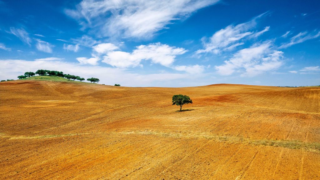 Montado landscape with a lonely tree in Alentejo, Portugal