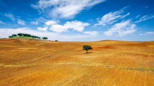 Read more about the article Montado landscape with a lonely tree in Alentejo, Portugal