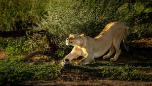 Read more about the article Kalahari lioness stretching in late afternoon light, South Africa