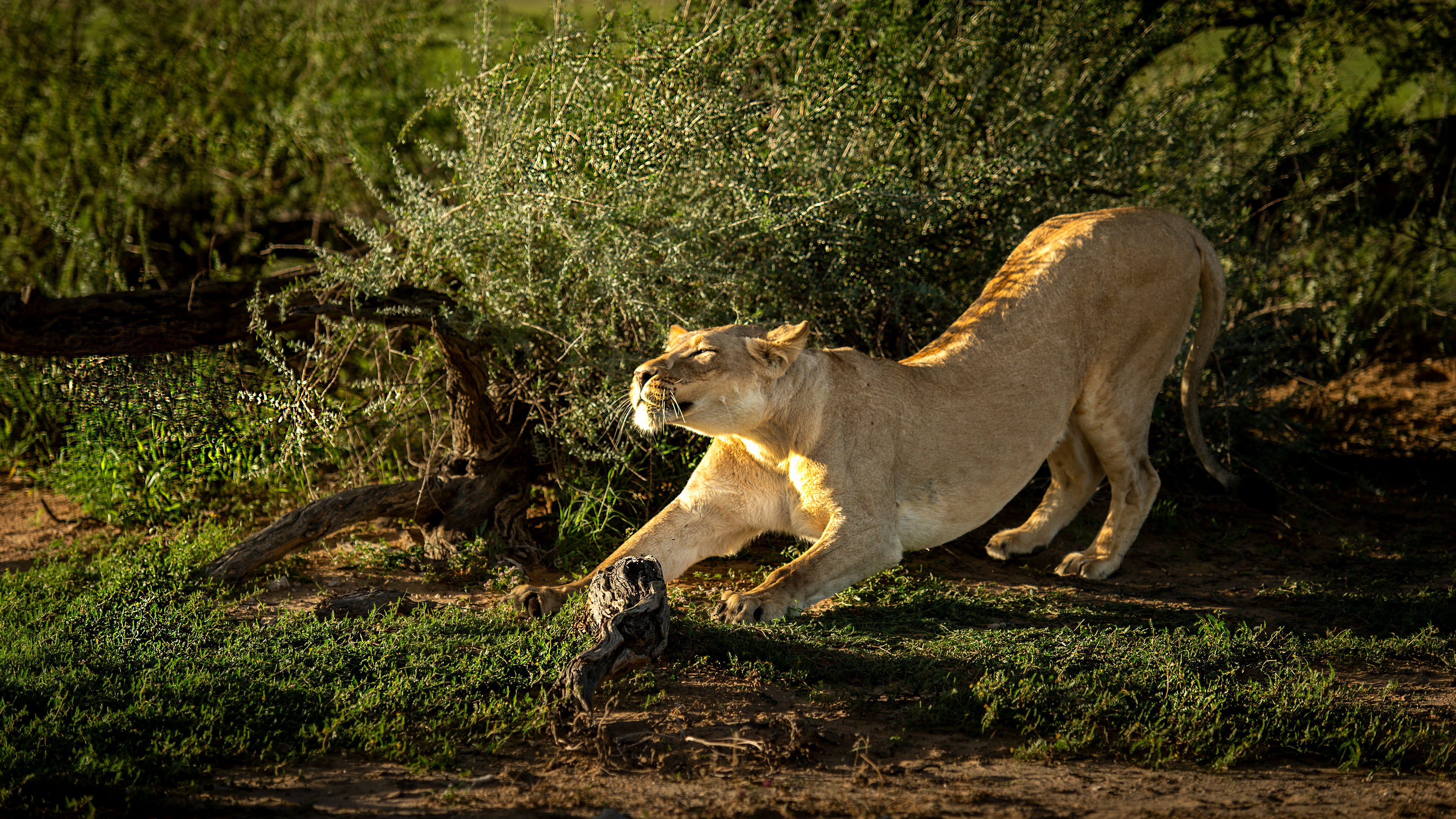 Read more about the article Kalahari lioness stretching in late afternoon light, South Africa