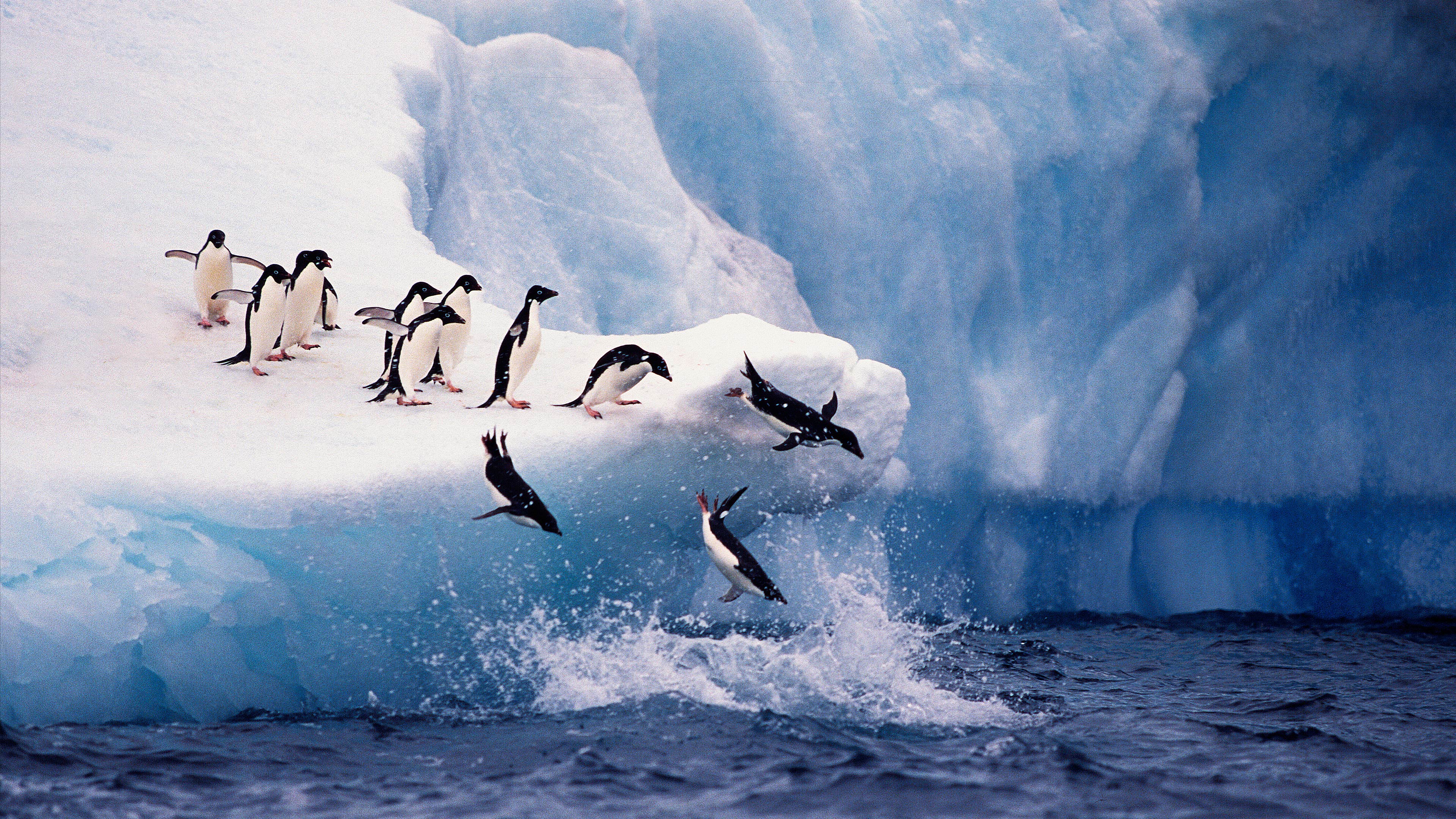 Read more about the article Adélie penguins diving into the sea from an iceberg at Paulet Island, Antarctica