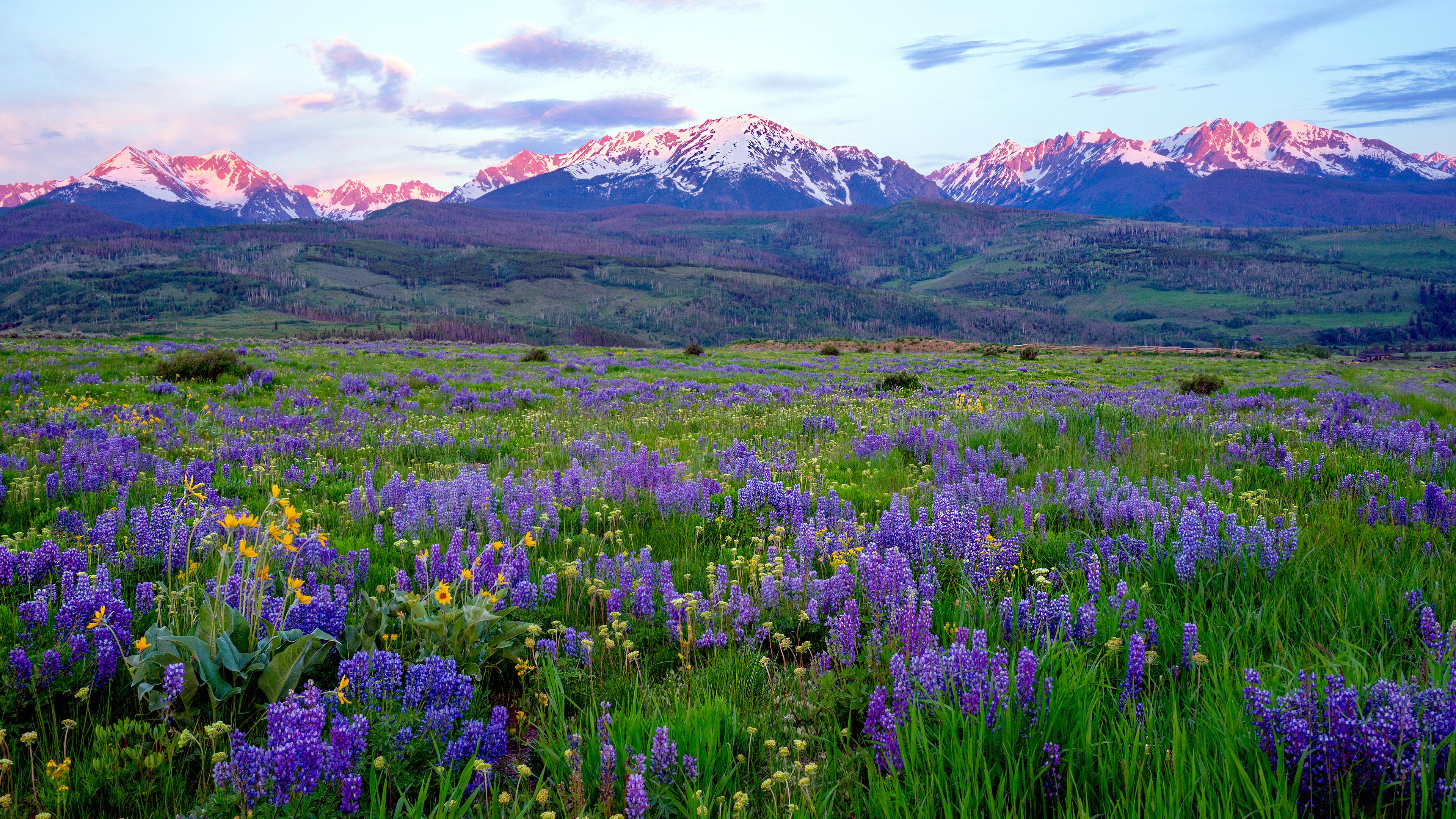 Read more about the article Flowers with snow capped mountains in Silverthorne, Colorado, USA